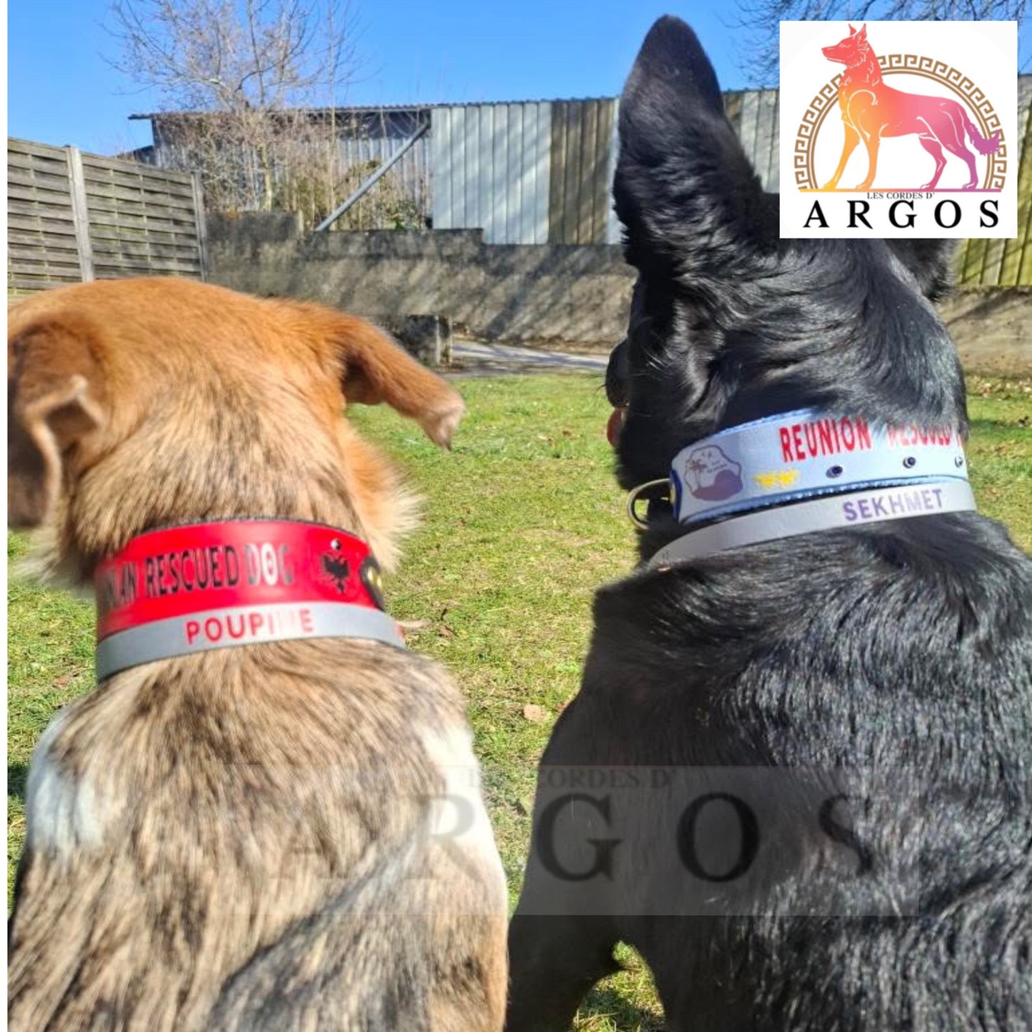 Collier d'identification / Porte Médaille